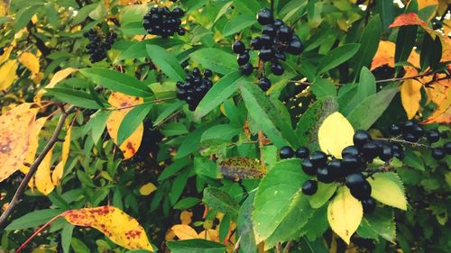 Full frame shot of green leaves