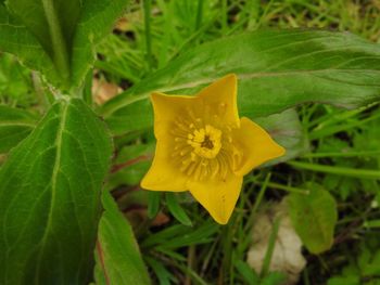Close-up of yellow flower blooming outdoors