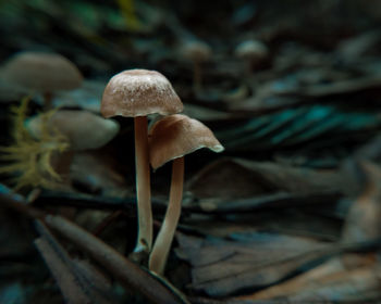 Close-up of mushrooms growing on land