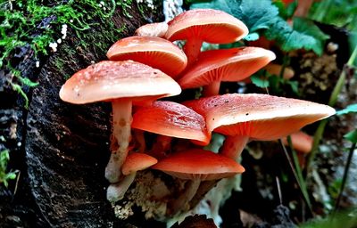 Close-up of fly agaric mushroom