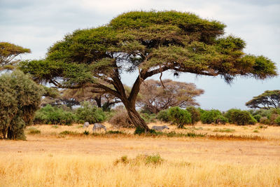 Zebras grazing below an umbrella thorn acacia trees in amboseli national park in kenya