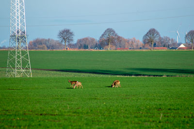 Horses in a field