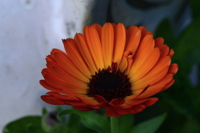 Close-up of orange flower against blurred background