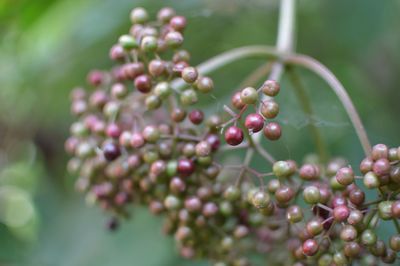 Close-up of berries growing on plant