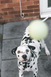 Portrait of dog