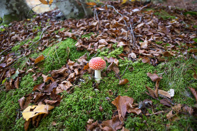 Close-up of mushroom growing on field