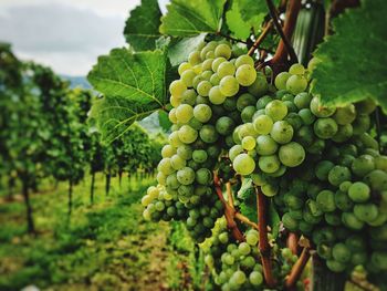 Close-up of grapes growing in vineyard