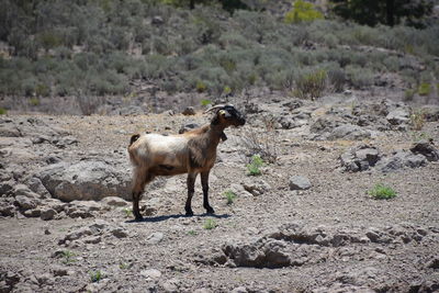 Goat standing in a field