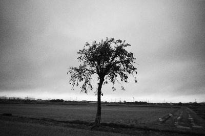 Tree on field against sky