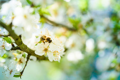 Close-up photo of a honey bee gathering nectar and spreading pollen on white flowers of cherry tree