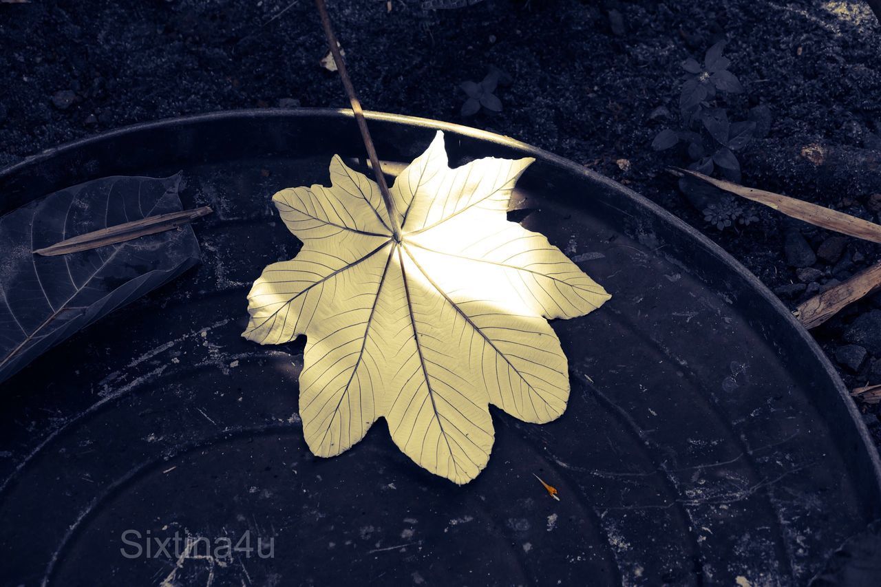 leaf, autumn, high angle view, change, close-up, day, outdoors, no people, fragility, nature, maple, water, freshness