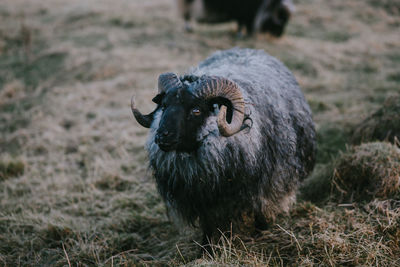 View of an animal on field