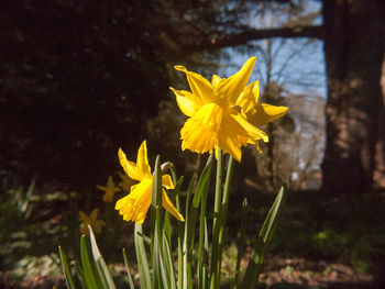 Close-up of yellow daffodil flowers