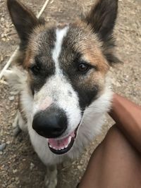 Close-up portrait of dog