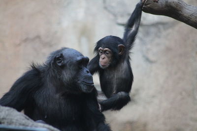 Monkeys in zoo