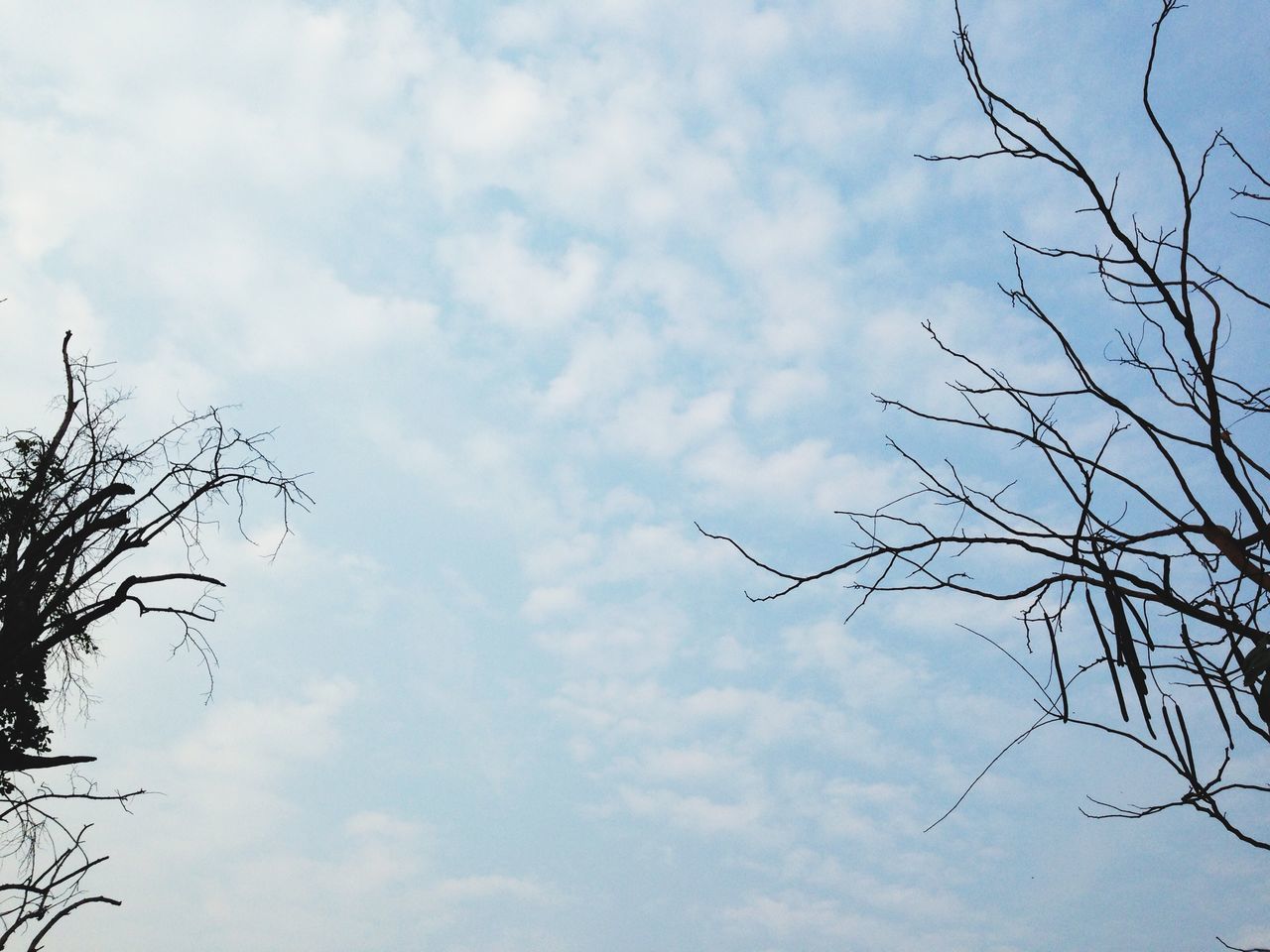 low angle view, sky, bare tree, cloud - sky, tree, branch, cloudy, bird, nature, tranquility, cloud, silhouette, beauty in nature, scenics, outdoors, tranquil scene, overcast, day, no people, animal themes