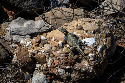 Dark stellion lizard, mountain agama sits on stones and looks into the distance
