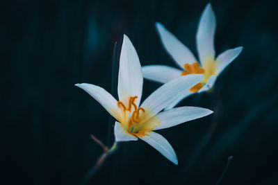 Close-up of white crocus flower