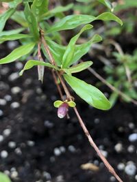 Close-up of small plant with pink flower