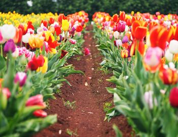 Close-up of red tulips in field