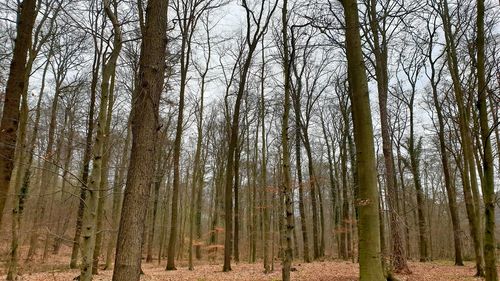 View of trees in forest