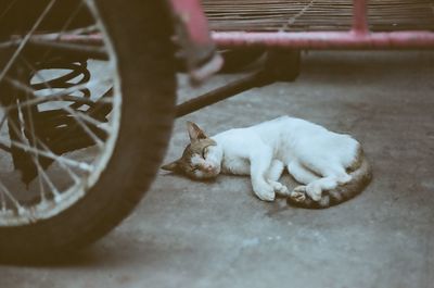 Cat on floor