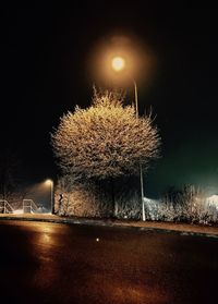 Illuminated trees against sky at night