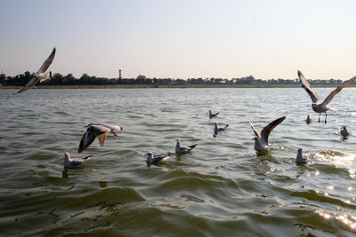 Seagulls flying over lake against sky