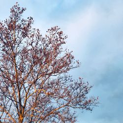 Low angle view of cherry tree against sky