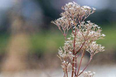 Close-up of wilted plant during winter