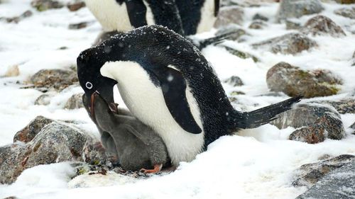 Adelie penguin feeding two chicks from side