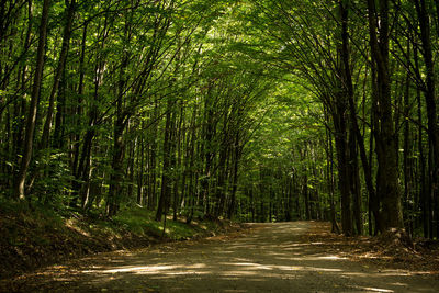 View of bamboo trees in forest