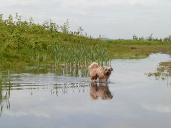 Dog in pond