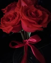 Close-up of red rose against black background