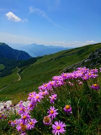 Purple flowering plants on land against sky