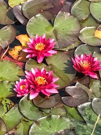 High angle view of pink water lily in pond