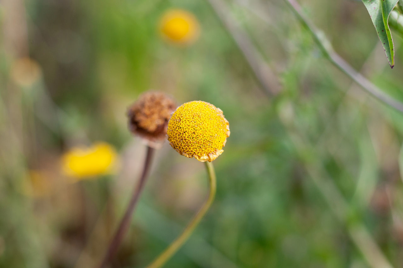 flower, flowering plant, growth, beauty in nature, plant, close-up, freshness, focus on foreground, fragility, vulnerability, inflorescence, flower head, yellow, nature, day, no people, selective focus, plant stem, field, outdoors, pollen, softness