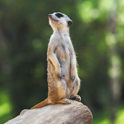 Close-up of meerkat sitting on wood