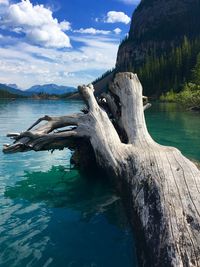 Driftwood on tree by lake against sky