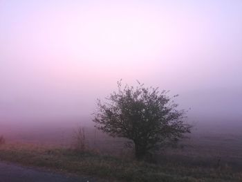 Tree on field against sky during foggy weather