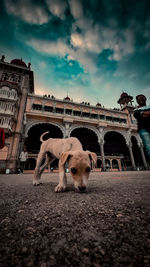 View of a dog on street in city against sky