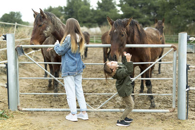 Siblings stroking horses while standing at barn
