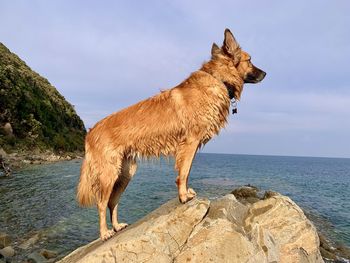Horse standing on rock by sea against sky