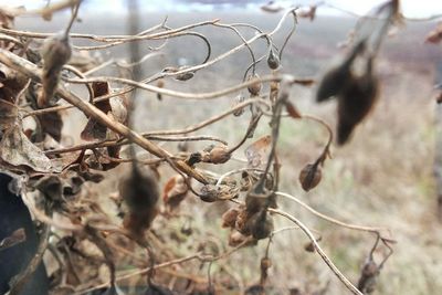 Close-up of dry plant on field