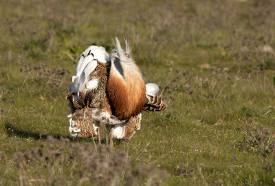 View of an animal on field