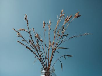 Close-up of plant against clear sky