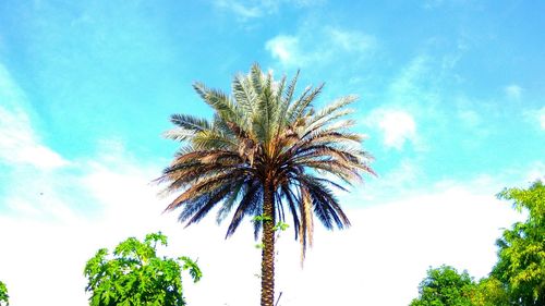 Low angle view of palm tree against sky