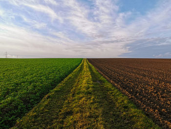 Scenic view of agricultural field against sky