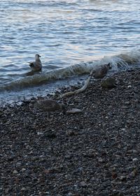 Scenic view of beach