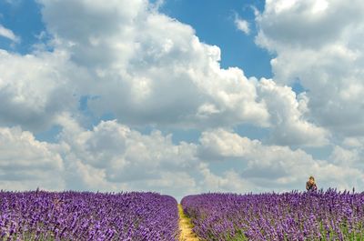 Lavender field against sky